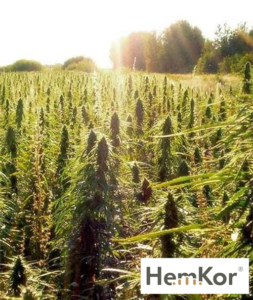 hemkor isolatie