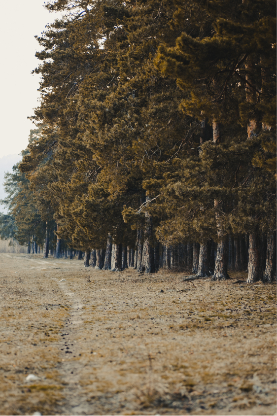 Forêt feuillus